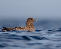 Storjo1_1400 Storjo / Great Skua
