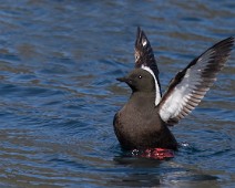 Teist1_1400 Teist / Black Guillemot