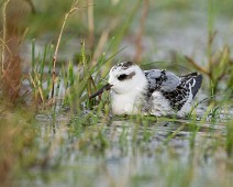 A1_07131 Polarsvømmesnipe