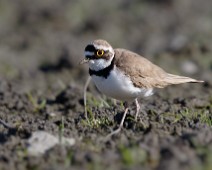Dverglo1 Dverglo / Little Ringed Plover
