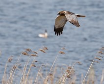 Sivhauk2 Sivhauk / Western Marsh-Harrier