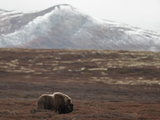 Dovre