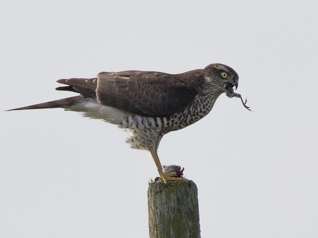 Jæren